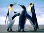 pessoais:sheila:penguins.jpg