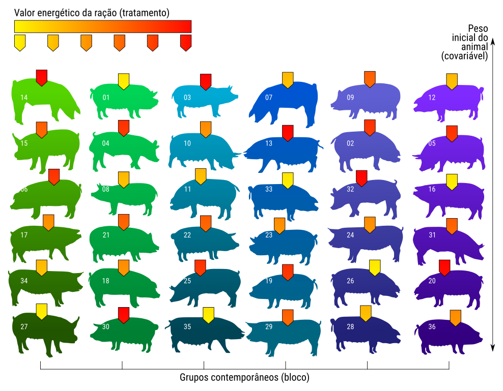 Esquema de um experimento em delineamento de blocos completos casualizados para estudar o efeito do valor energético da ração no ganho de peso de suínos com 6 repetições. Os blocos acomodam o efeito de grupos contemporâneos, que são animais nascidos no mesmo período e mantidos sob as mesmas condições de instalação e manejo. No entando, dentro de um grupo há variação no peso inicial dos animais.