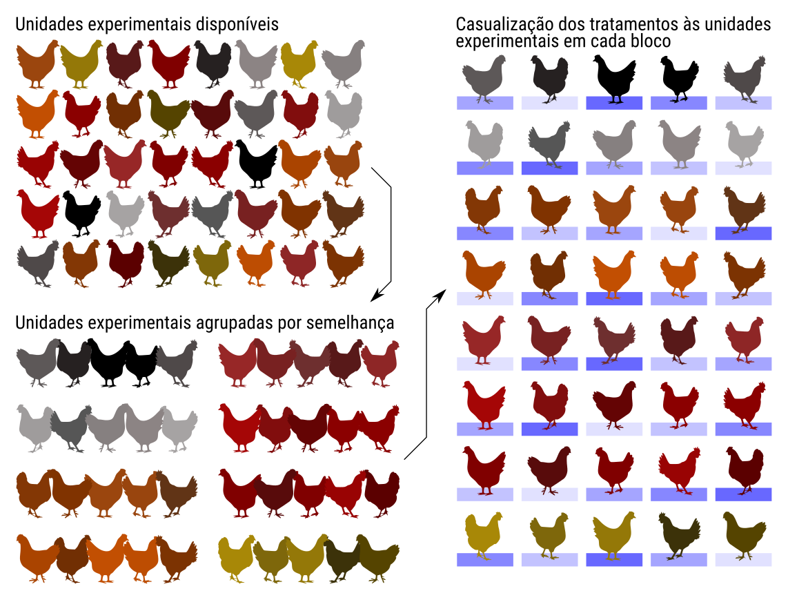 Ilustração das etapas para construção de um delineamento em blocos completos casualizados em experimento com galinhas.